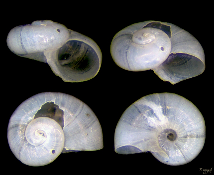 Turbinidae o dulciacquicolo